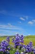Forest of wildflwers