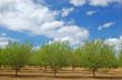 springtime orchard