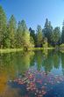 springtime lakeshore