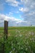 spring countryside