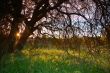 spring countryside