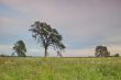 spring countryside