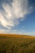 agricultural field
