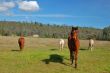 horses in a field