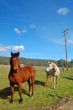 horses in a field