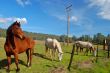 horses in a field