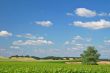 Vineyard Landscape