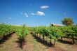 Vineyard Landscape