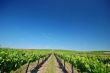 Vineyard Landscape