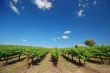 Vineyard Landscape