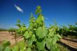 Vineyard Landscape