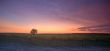 Vineyard Sunset