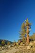 Gnarly tree