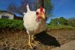 tyrannasaurus hen