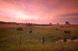 pastoral field