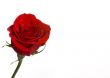Red Rose 4