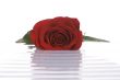 Rose in Water