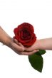 Sharing a rose 2