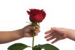 Sharing a rose 3