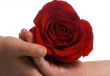 Sharing a rose