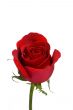 Red Rose 2