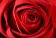 Red Rose