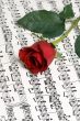 Rose Music 3