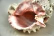 Sea shell
