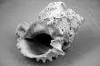 Sea shell