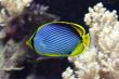 Black Backed Butterfly Fish
