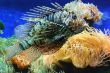 Lion fish