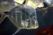 Silver fish
