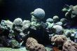 Ocean flora