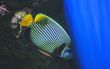 Emperor angelfish