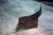 Guitarfish