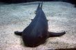 Gigantic cat-fish