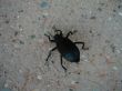 Black Beetle