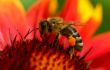 Bee on flower