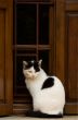 Cat in window