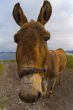 Donkey