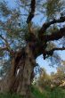 Old Olive Tree