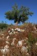 Olive tree on a small hill