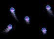 Jelly Fish Ocean Life Design