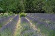 Valensole