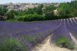 Valensole 10