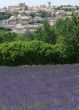 Valensole 11