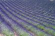 Valensole 12