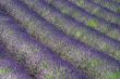 Valensole 13