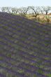 Valensole 14