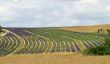 Valensole 15
